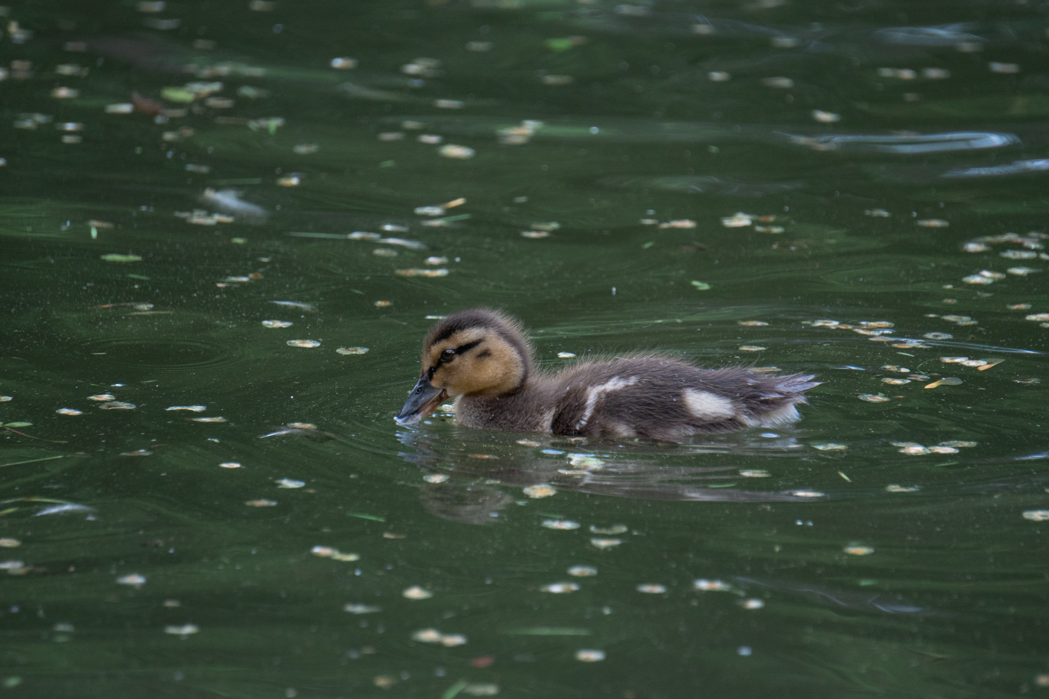 A cute duckling drinks water while swimming in water reflecting green with little leaf matter and dust in it